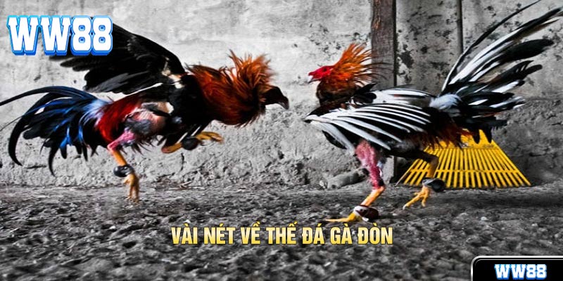 Thế Đá Gà Đòn Và Các Tuyệt Chiêu Nhất Kích